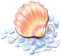 Beautiful Seashell Painted With Watercolor Pencils Sticker