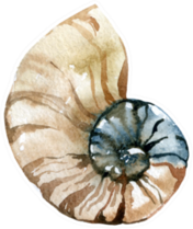 Hand Paint Watercolor Seashell Detailed Sticker
