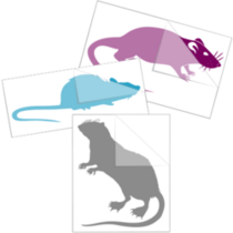 Rat Stickers
