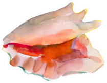 Watercolor Seashell  In Pink Sticker